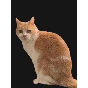 Lost Cat Cheerio