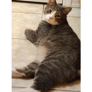 Image of Key key, Lost Cat