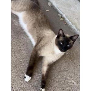 Lost Cat Spur