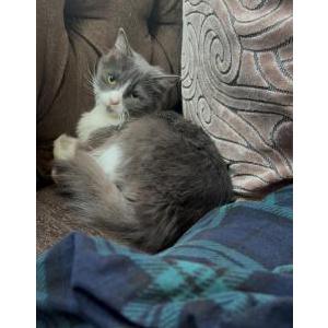 Image of Mimi, Lost Cat