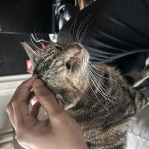 Lost Cat Selene