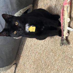 Lost Cat Binx