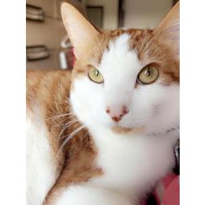 Lost Cat cinnamon