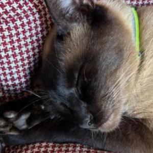 Image of Merlin, Lost Cat