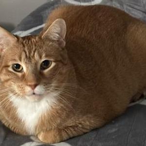 Lost Cat Baker