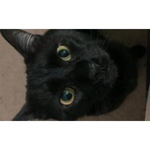 Lost Cat boo
