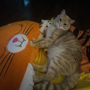 Lost Cat Coconut