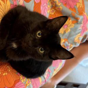 Lost Cat Sis/Georgia