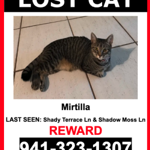 Image of Mirtilla, Lost Cat