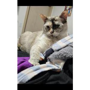 Lost Cat Zelda