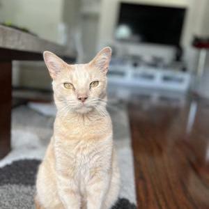 Lost Cat Nicki