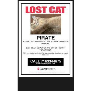 Lost Cat Pirate