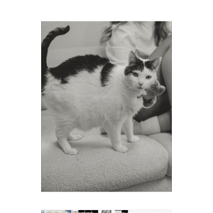 Lost Cat Syd