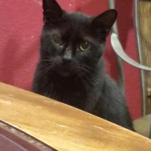 Lost Cat Sammy