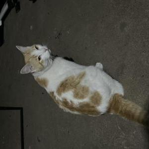 Lost Cat Canelo