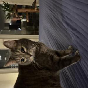 Image of Syd, Lost Cat