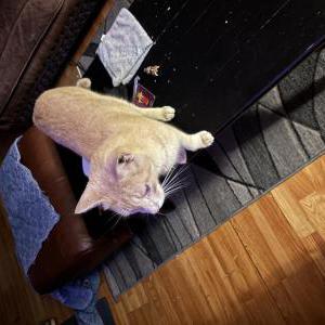 Lost Cat Odin