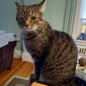 Image of Loki, Lost Cat