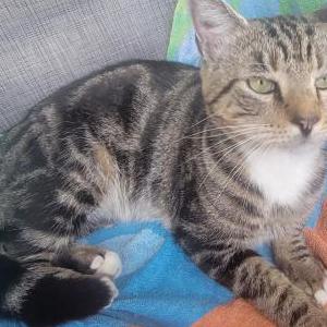 Found Cat Unknown