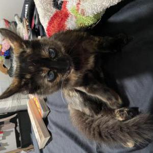 Lost Cat Kyoko
