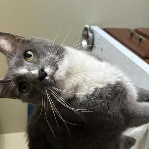 Lost Cat O’Malley