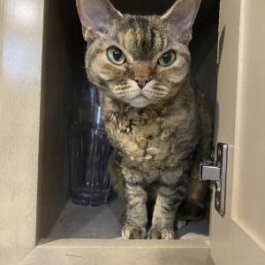 Lost Cat Star Bird