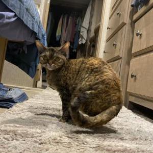 2nd Image of Star Bird, Lost Cat