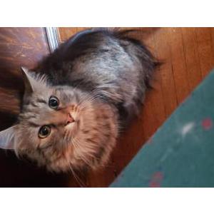Lost Cat Willa