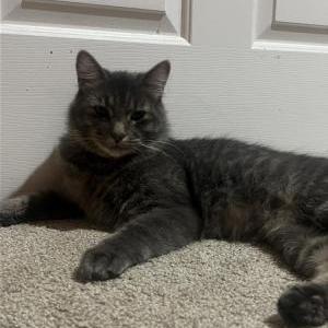 Image of Unknown, Found Cat