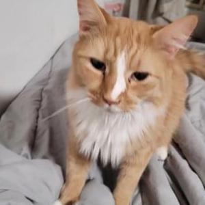 Image of Morris, Lost Cat