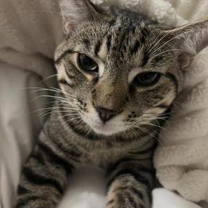 Lost Cat prince