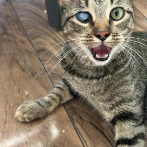 Lost Cat Princess