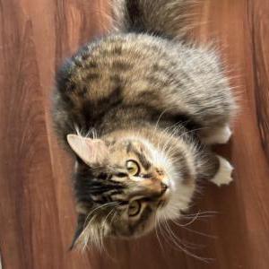Image of Mittens, Lost Cat