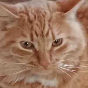 Lost Cat Mookie