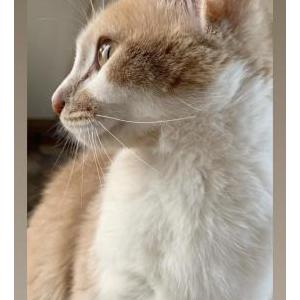 cat様ご確認用 Lost cat found safe in Scranton | wnep.com