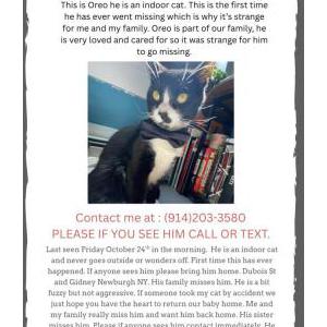 Image of Oreo, Lost Cat