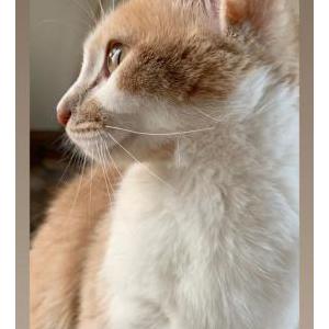 Lost Cat Mia