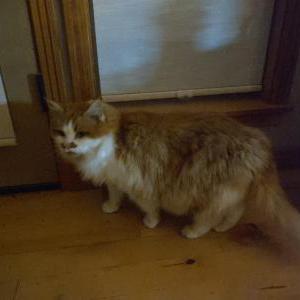 Image of Basil smith, Lost Cat