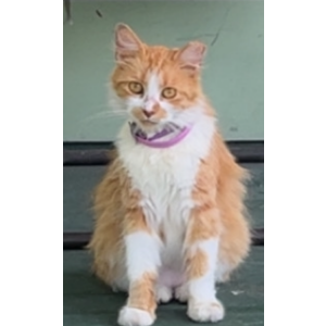 Lost Cat Sunshine