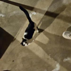 Image of Unknown, Found Cat