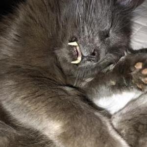 Lost Cat Lucifer morning star