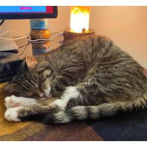 Lost Cat Yoda