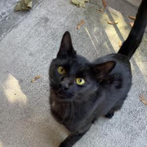 Found Cat Unknown