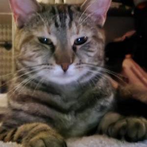 Lost Cat Mango