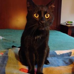 Found Cat Unknown