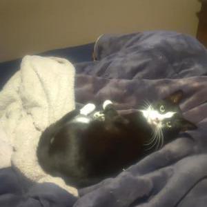 Image of Puck, Lost Cat