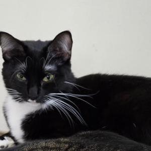 Lost Cat Lea