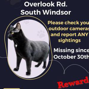 Lost Cat Potsy