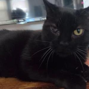 Lost Cat Io