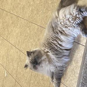 Lost Cat Zeus